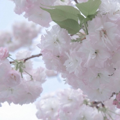 Furry插画笔刷运用兽圈社群